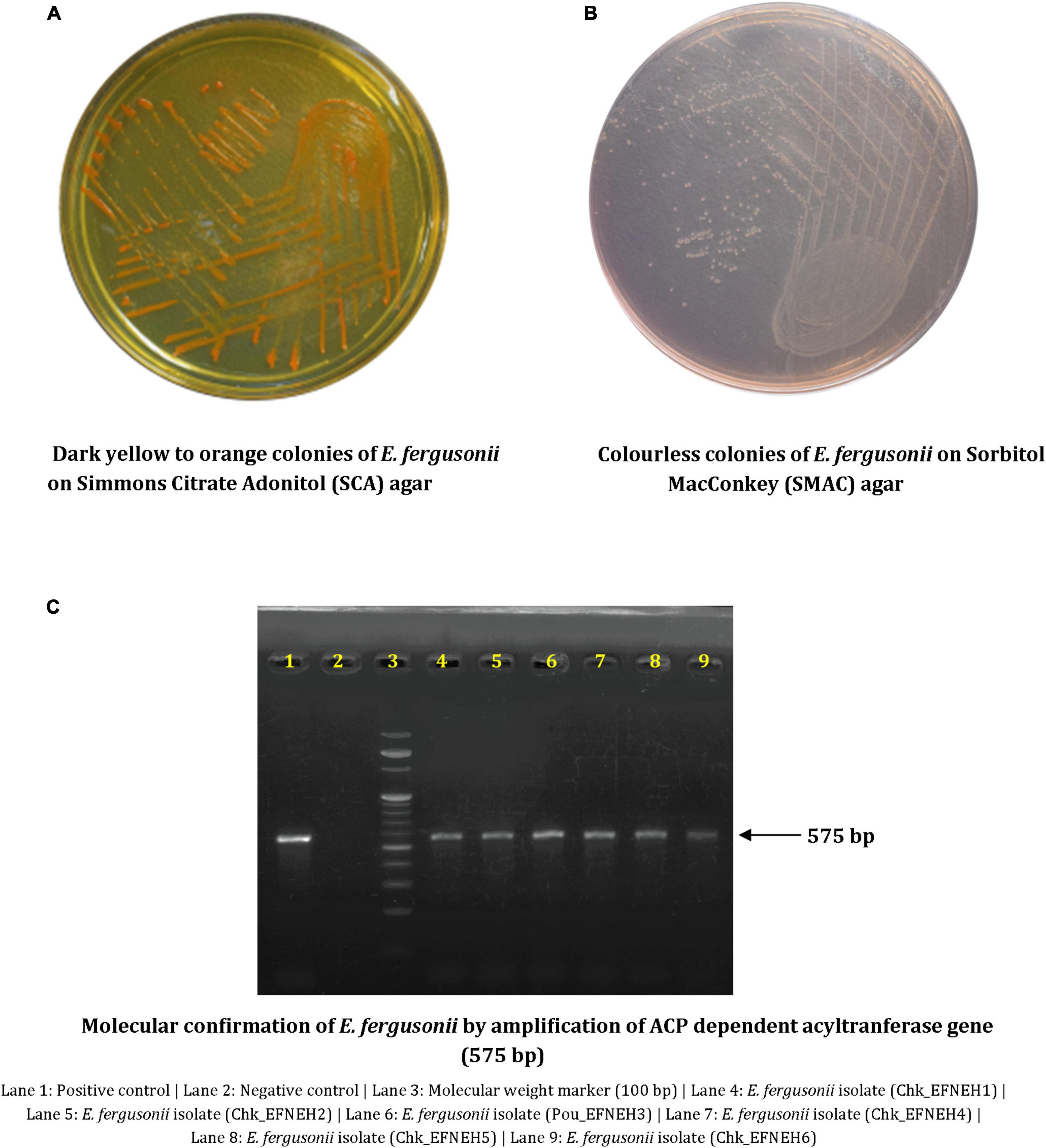 Avian strains of emerging pathogen Escherichia fergusonii are phylogenetically diverse and harbor the greatest AMR dissemination potential among different sources: Comparative genomic evidence